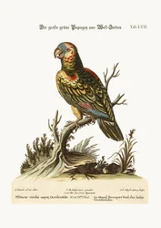 Le Grand Perroquet Vert, des Antilles, 1749-73